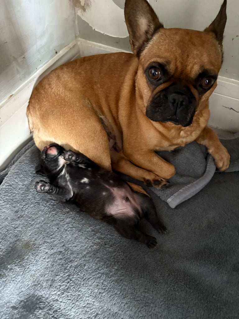 Frenchie x staffy boy Ready to go! 