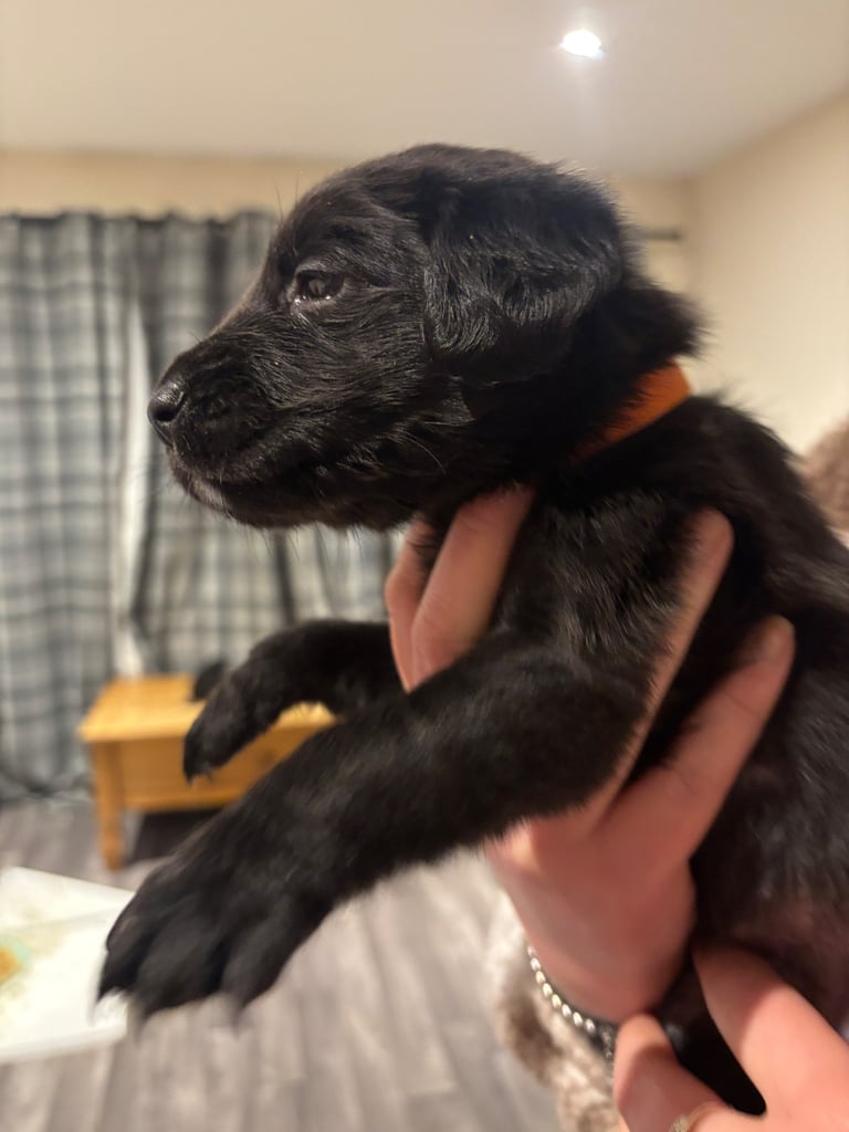 Lab/cockapoo puppies for sale