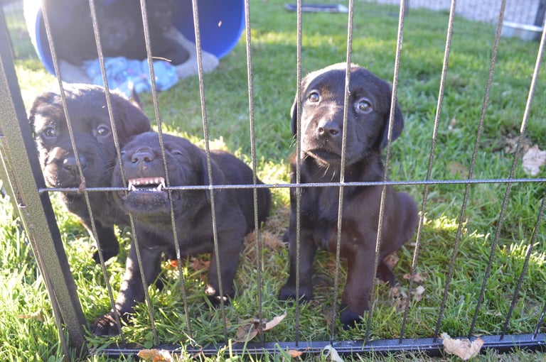 KC Reg Black Labrador Puppies