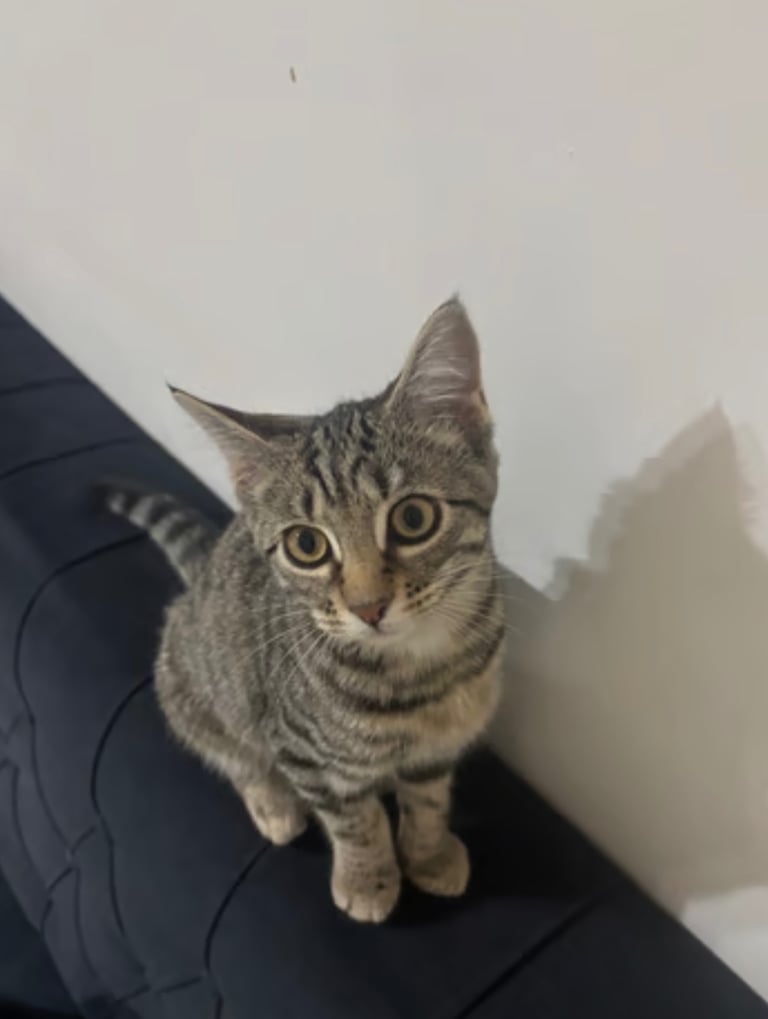 Beautiful 4 month old Tabby Kitten looking for a loving home🐾🐈💕