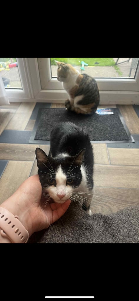Urgent*** mother and daughter cats