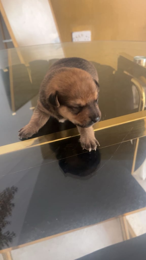 Jack Russell x Chow Chow puppies for sale 