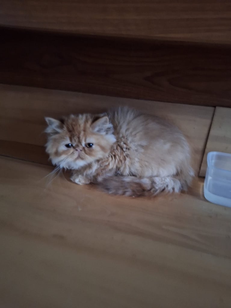 💗 Beautiful Persian Kittens 💗