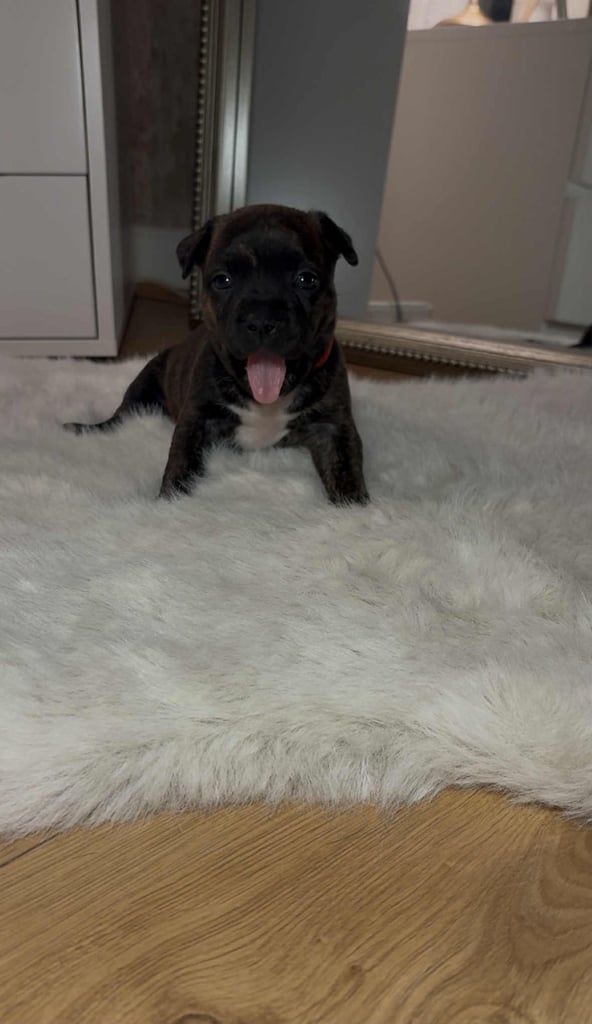 French bull dog X Staffordshire bull terrier