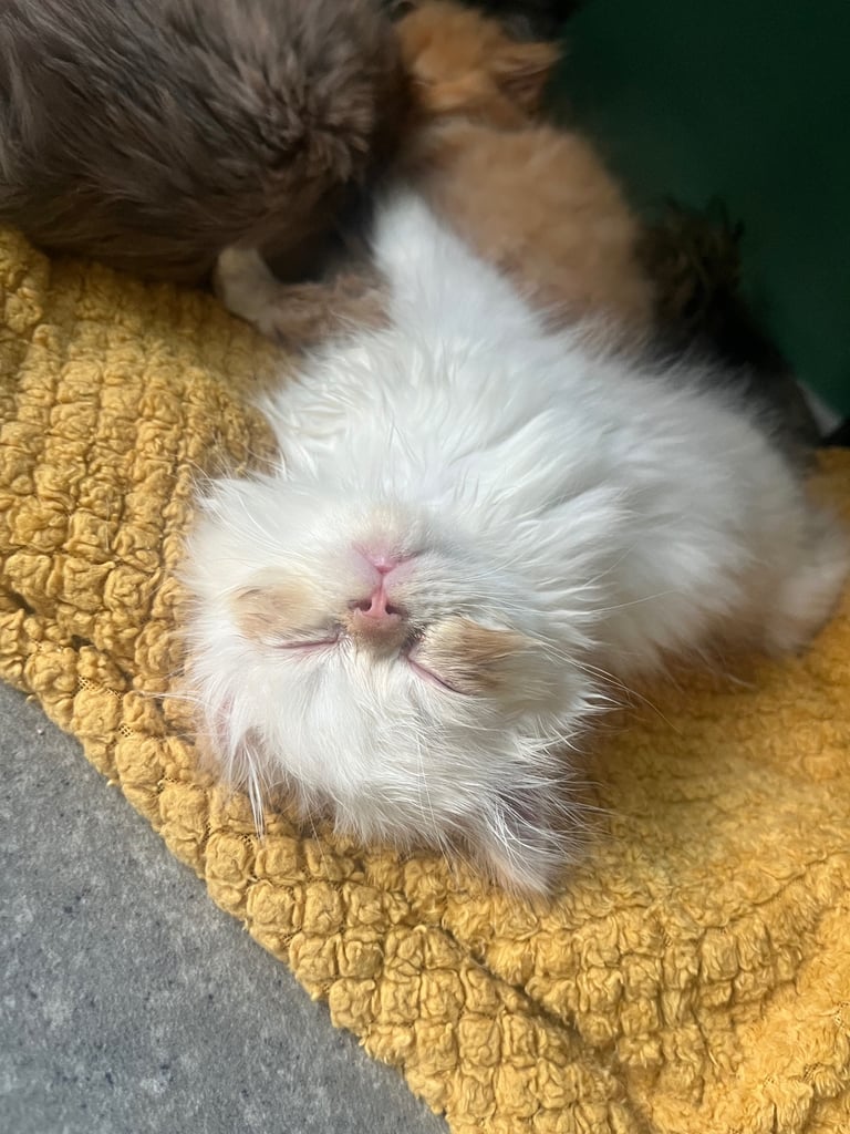 Flame point exotic Persian rare colouring 
