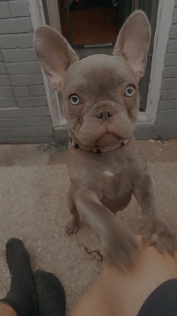 Blue brindle French bulldog 