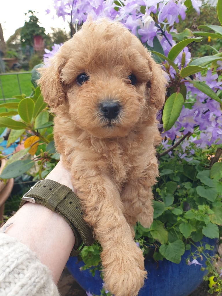 Maltipoo puppies 