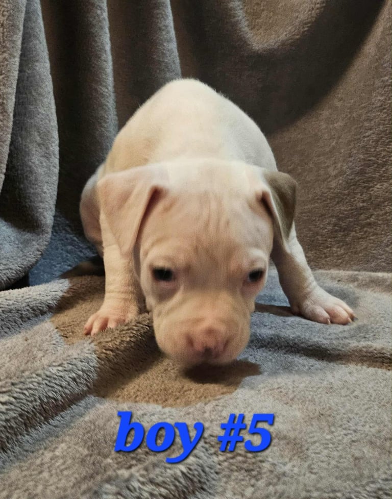 American bulldog puppies ❇️£395 read the info❇️