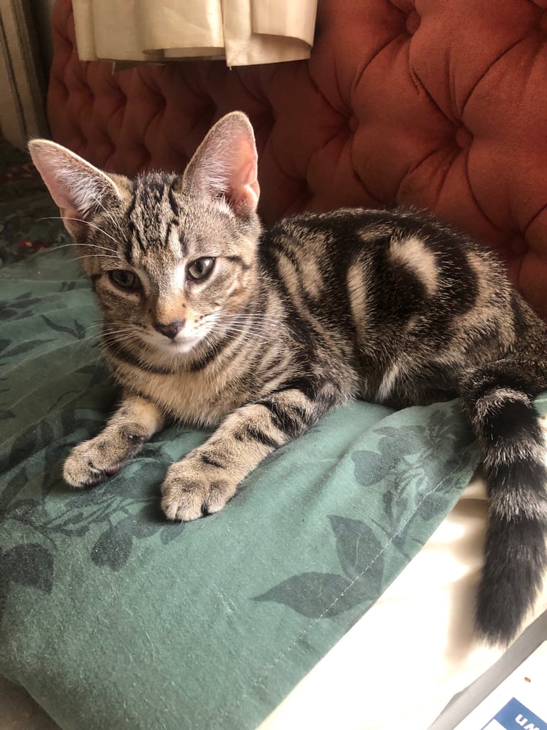 Bengal cross kitten male 