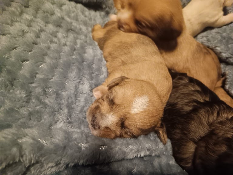 Beautiful dachshund cross cava-tzu for sale
