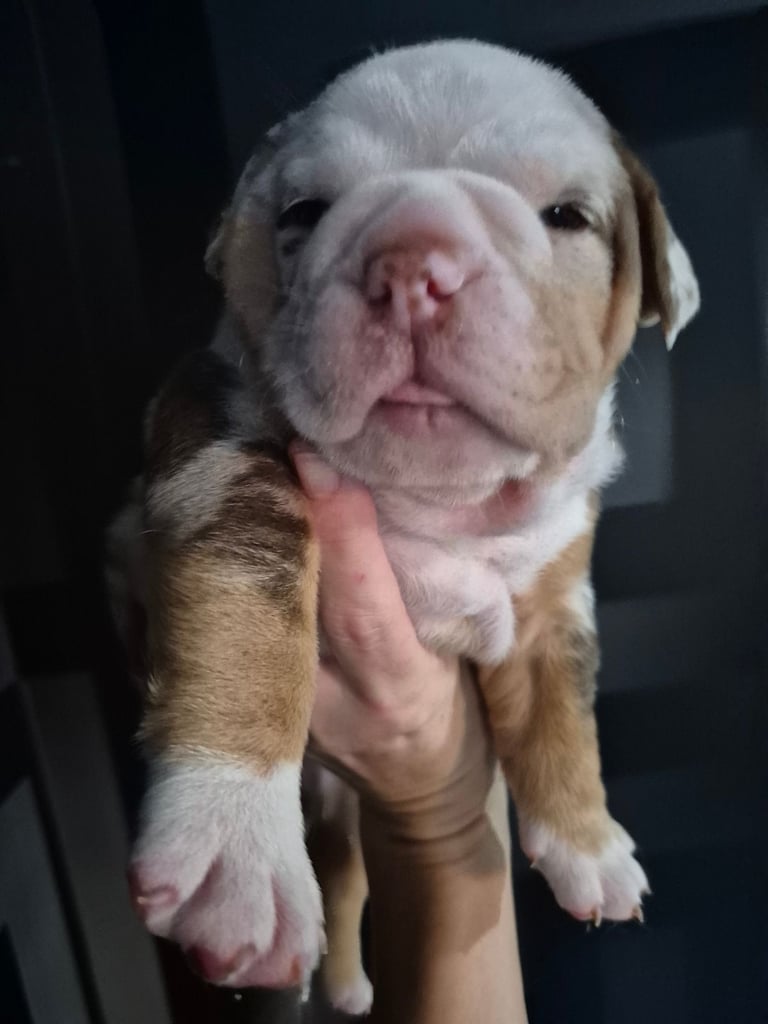 Beautiful Rainbow Litter Of New English Bulldog 
