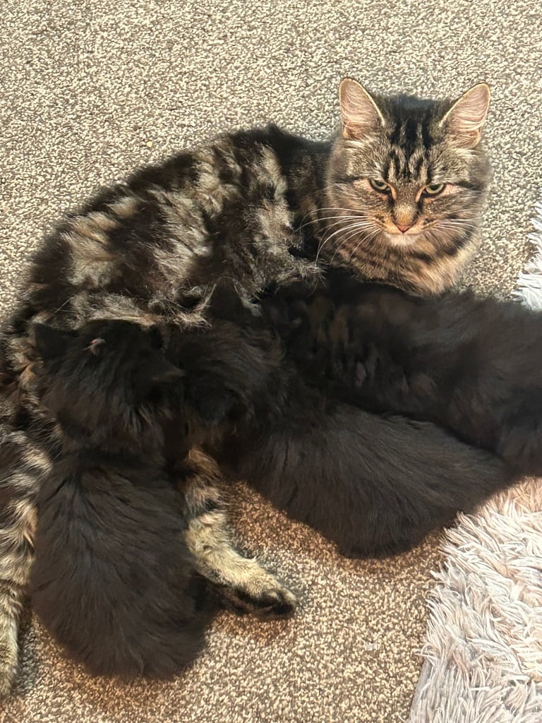 Kittens ready to leave now 