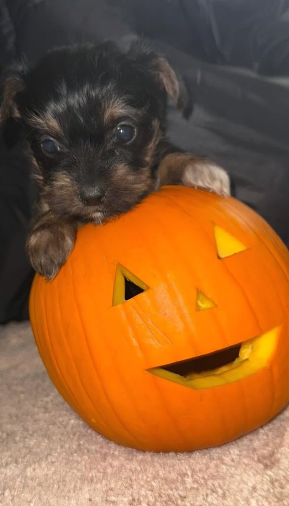 Yorkshire terrier x jackrussell 