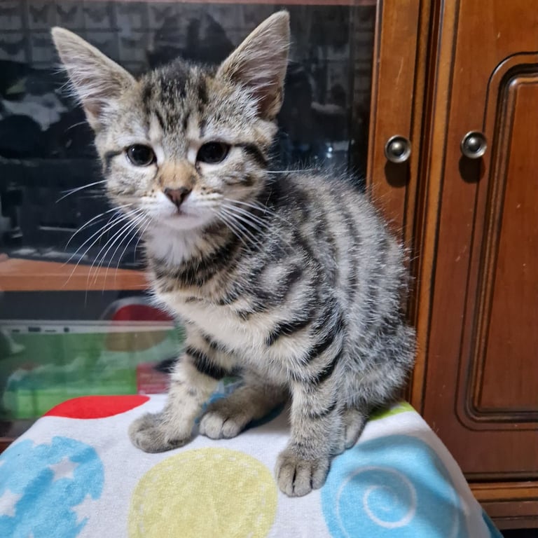 12 week kittens. 