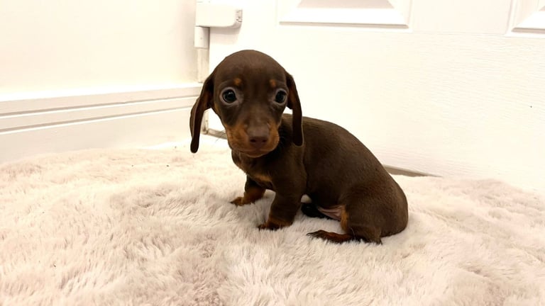 2 Miniature Dachshund Girl Puppies