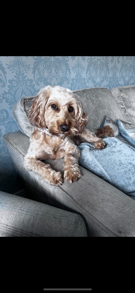 F2 cockapoo puppies for sale