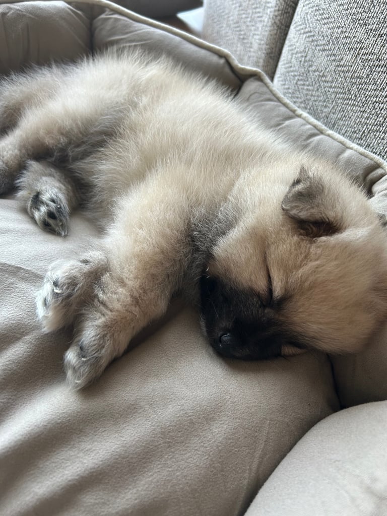 Beautiful Pomeranian puppy 