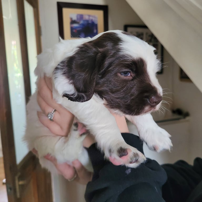 Male Sprocker Spaniel 