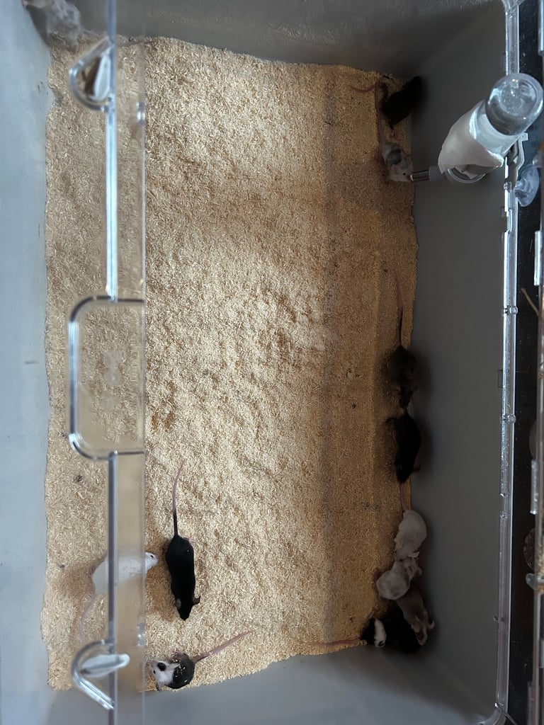 image for Pets mice 