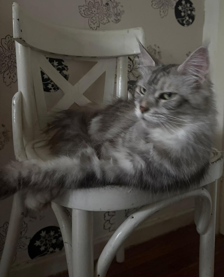 Sweetest Loving Maine Coon Female 