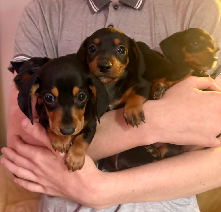 Miniature dauchund pupsREADY NOW