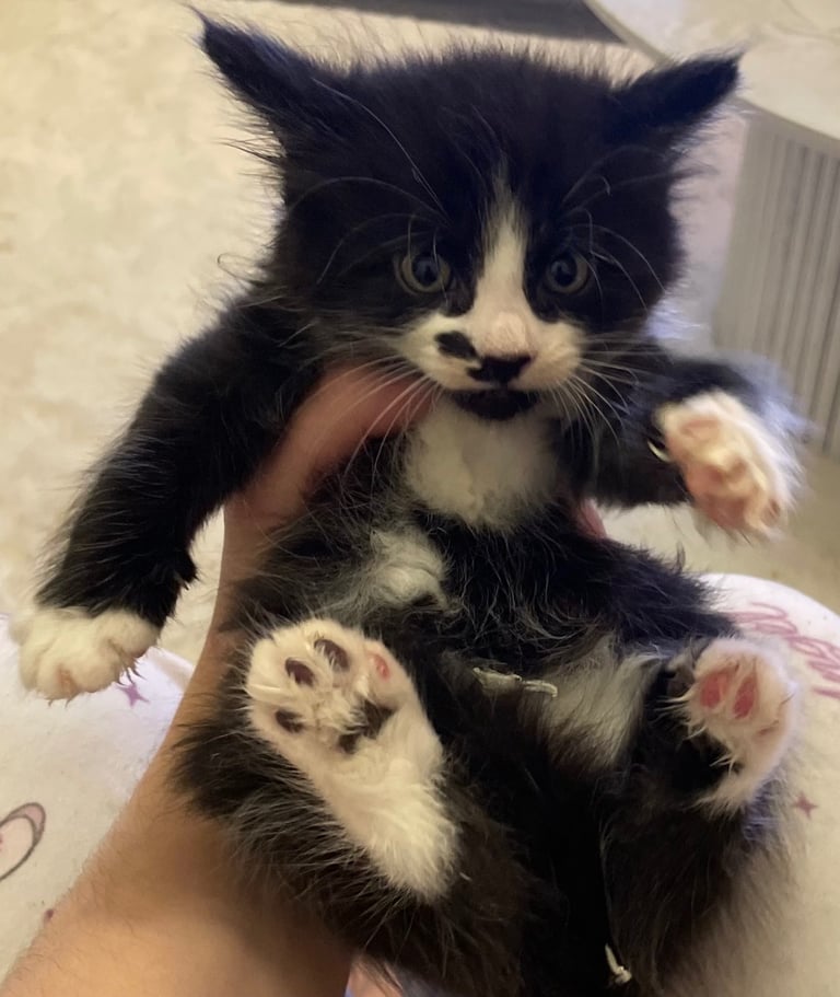 Turkish black and white angora kitten 