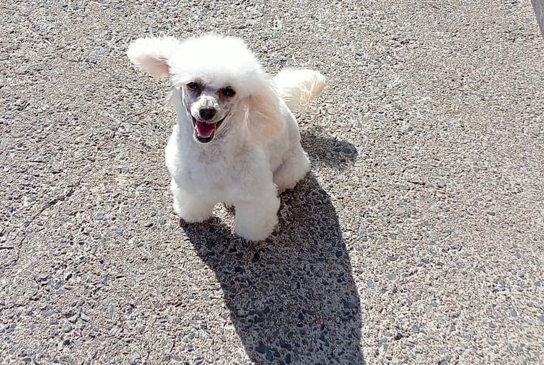 Toy poodle puppy 