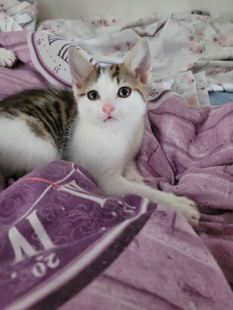 11 week old kitten needs a loving home