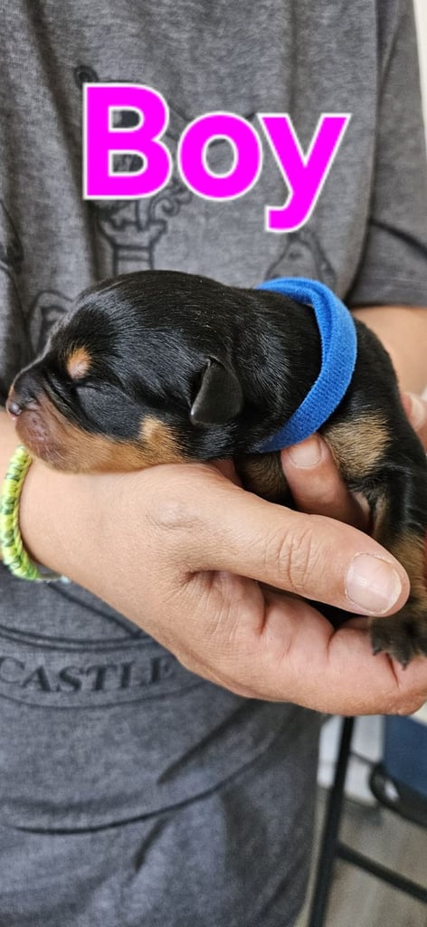 Rottweiler puppies