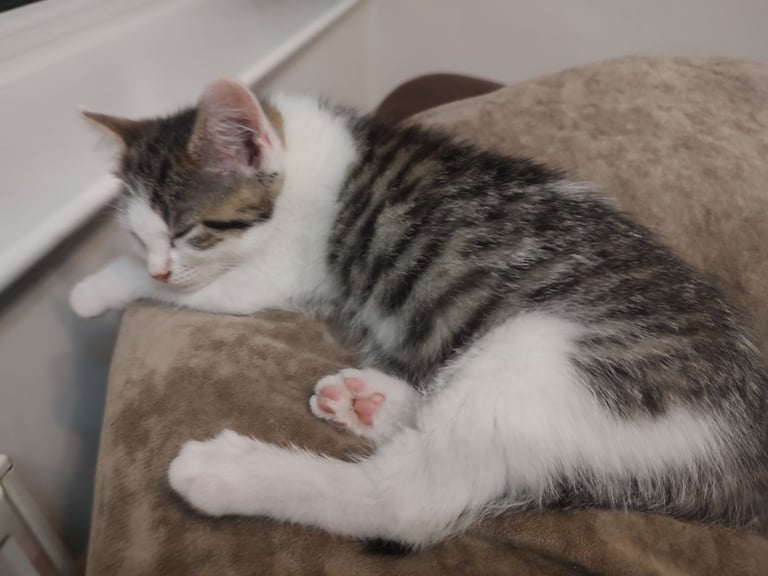 Three stunning kittens available this weekend 