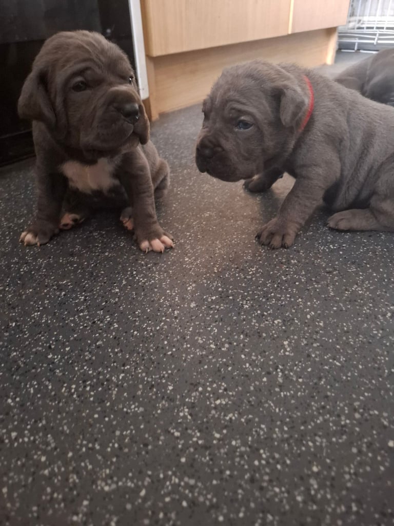 **REDUCED** 2 left Pure Cane Corso puppies (Blue) 2 females left 