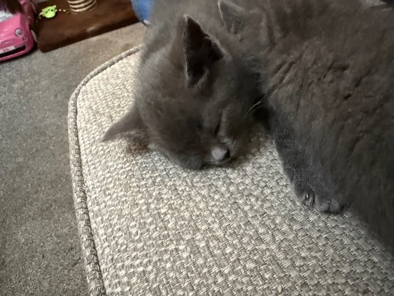 Ragdoll x British shorthair mix kitten 