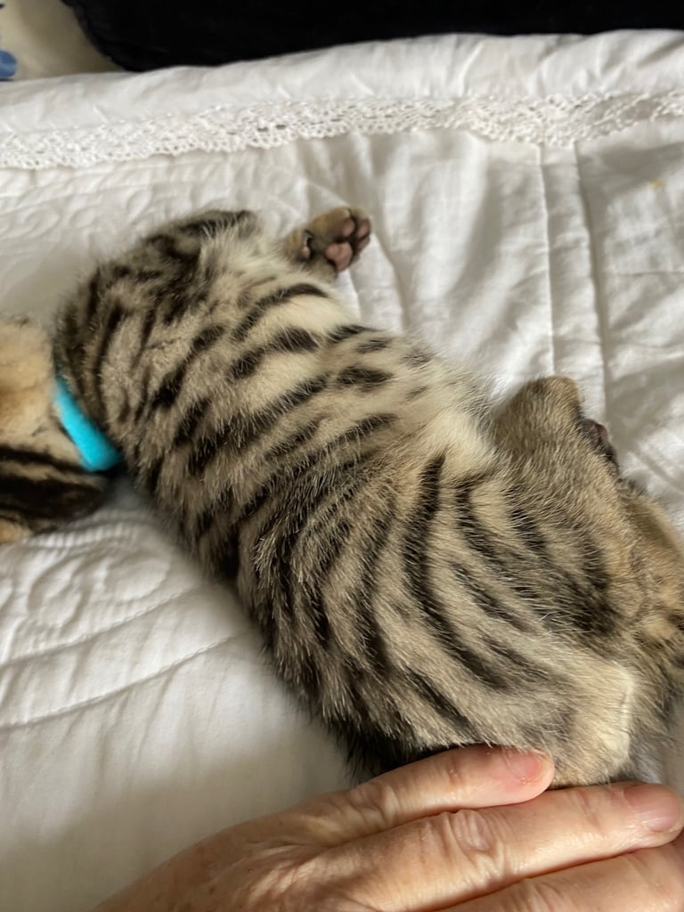 4 beautiful Bengal X kittens Boys £200