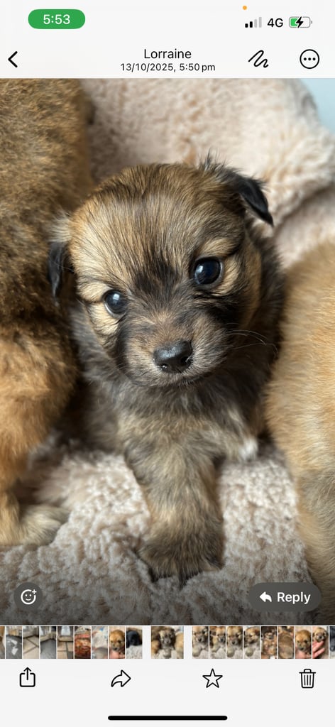 Pomeranian cocker spaniels pups