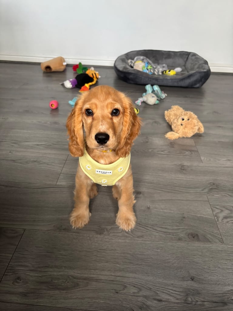 image for Show Cocker Spaniel 