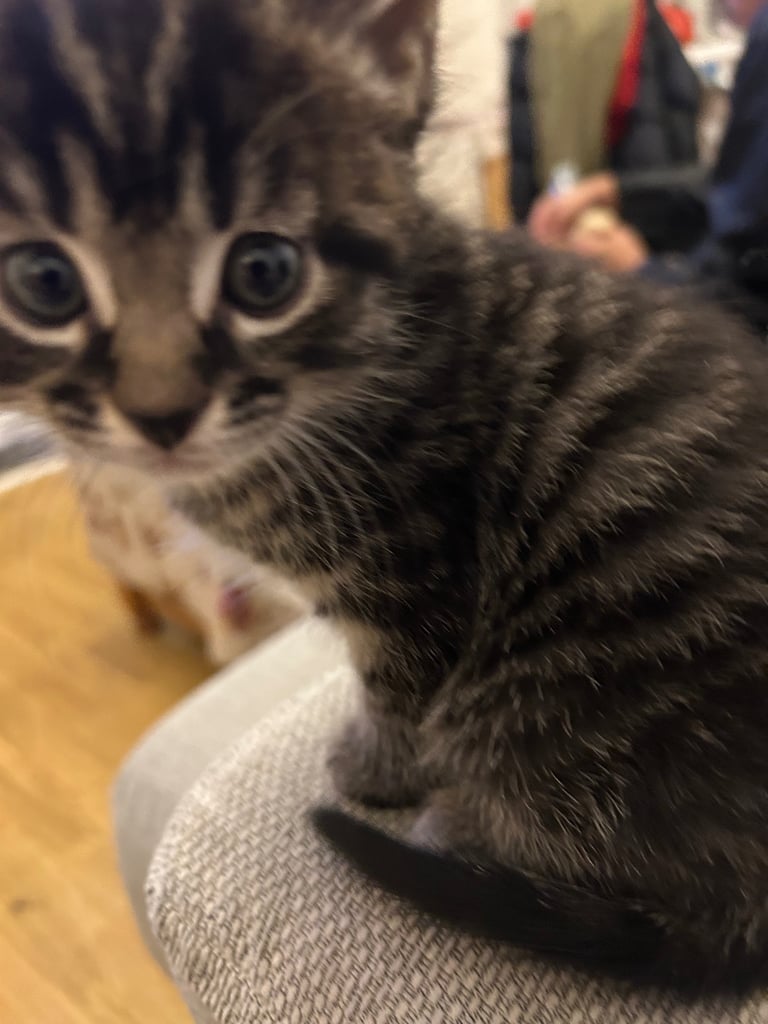 Kittens looking for a forever home