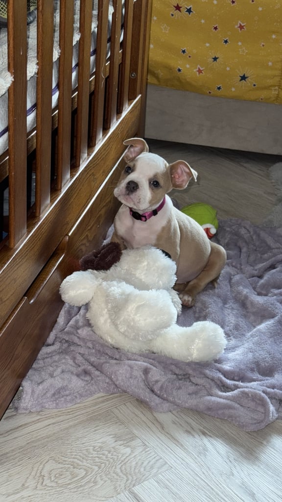 Female Olde English bulldog