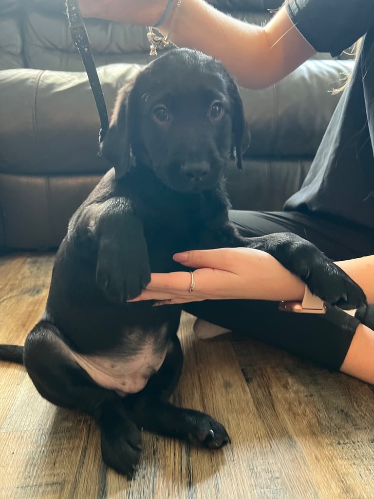 Kc pups ready for their new homes!  4 boys!