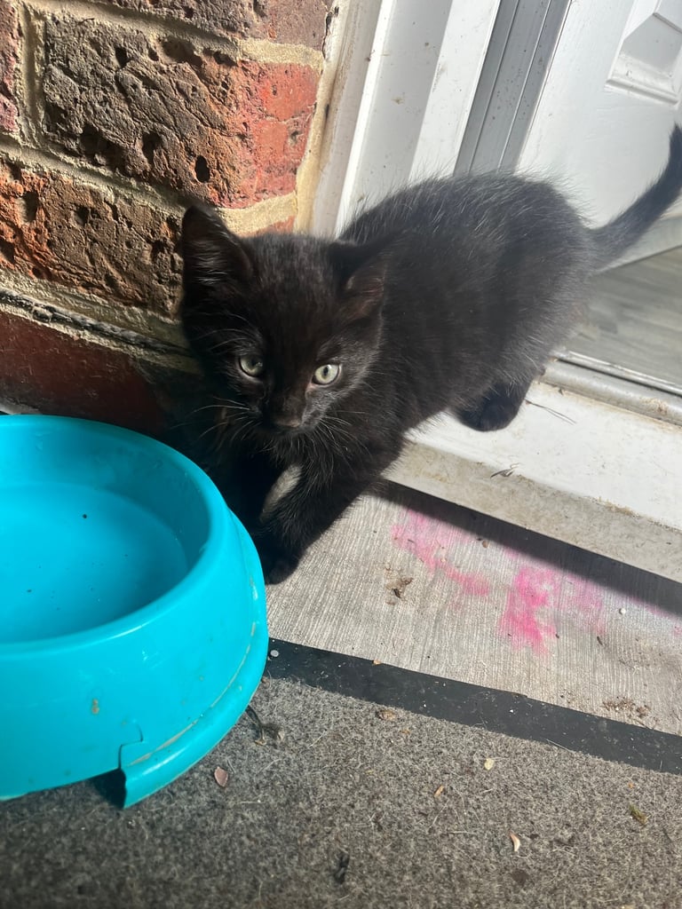 Kittens ready for there forever home