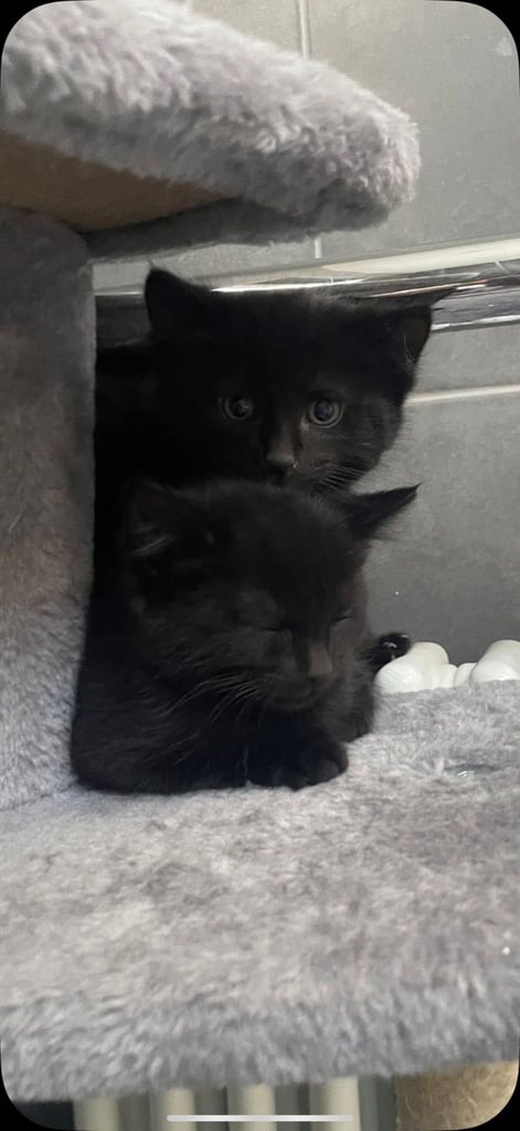 Gorgeous half Maine coon Kittens