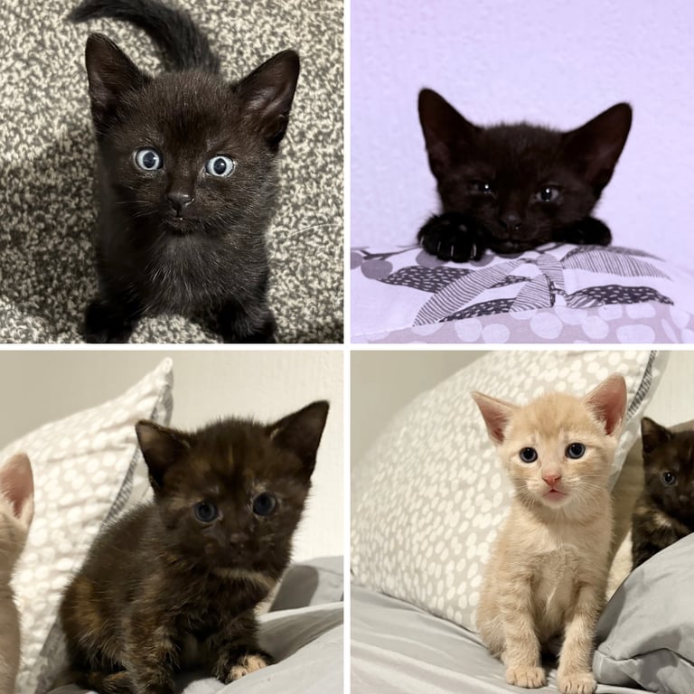 KITTENS ready to go now 
