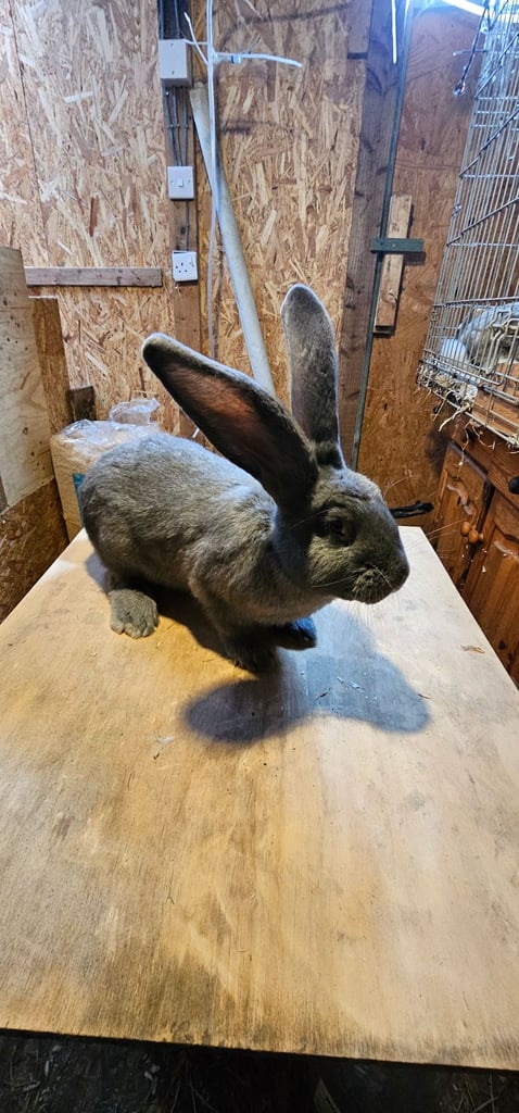 Continental Giant Merle Rabbits Rabbit