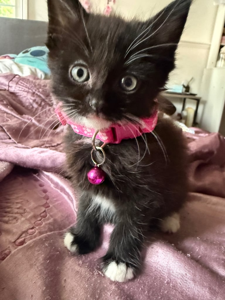 5 kittens for sale 4 girls 1 boy