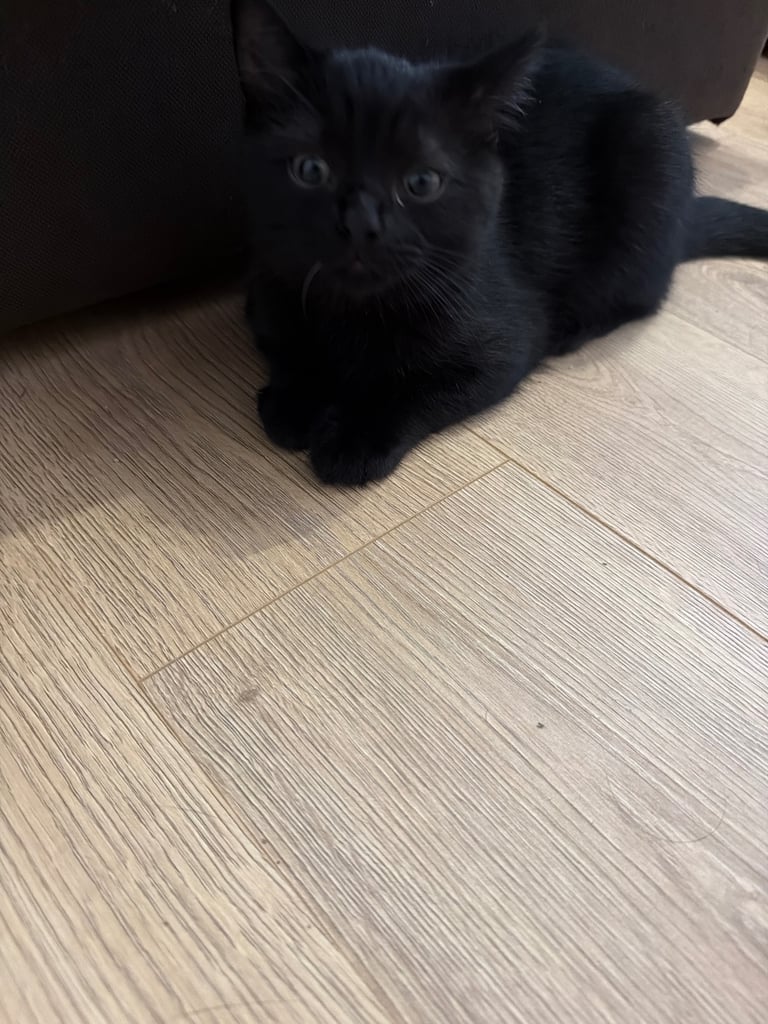 Bombay kitten ready to go 