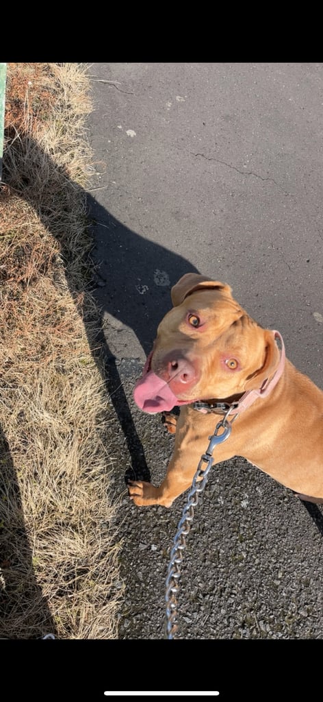 American bulldog for sale 