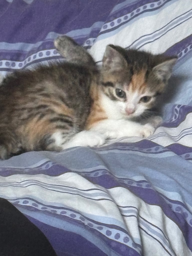 bsh x kitty 