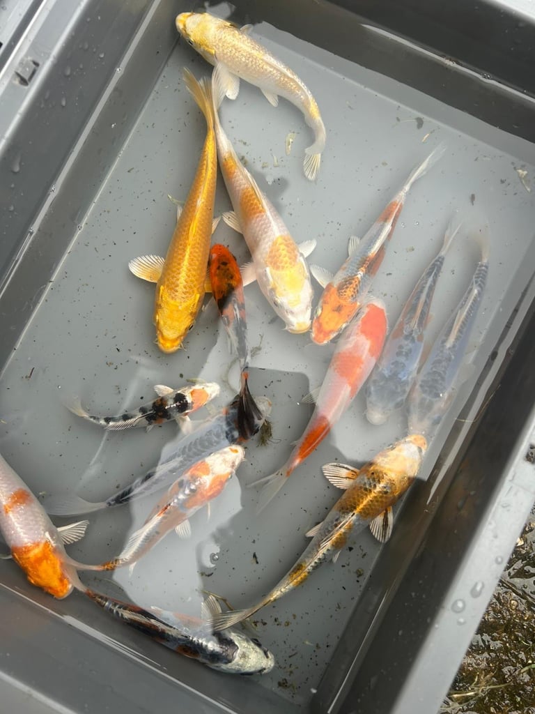 image for Japanes koi carp fishsale sizes 2-3”to 10-12 high grade we also deliver please message your needs! 