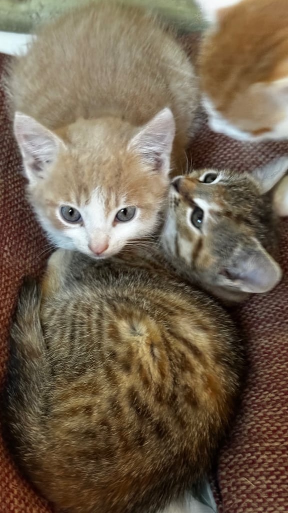 3 beautiful kittens, ready to leave now. 
