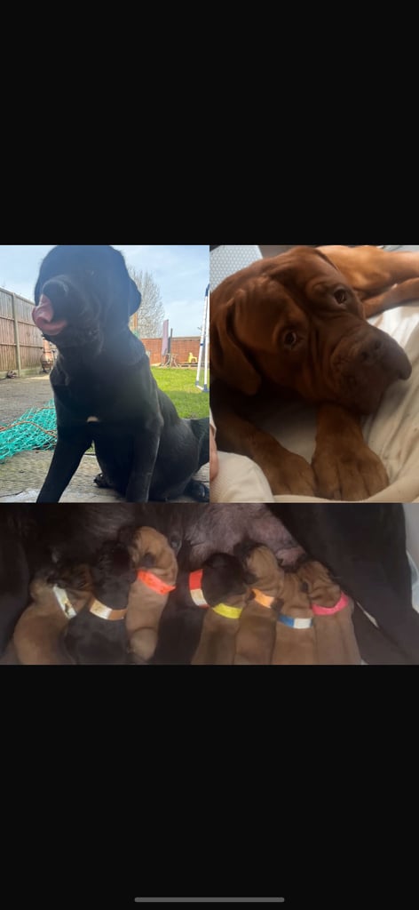 image for dogue de bordeaux / newfound puppies 