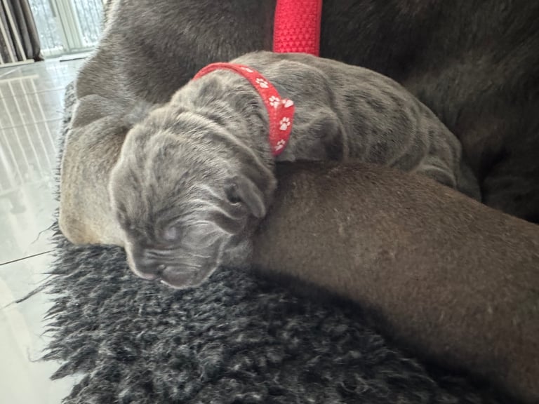 11 Neapolitan mastiff puppies for sale Newcastle 